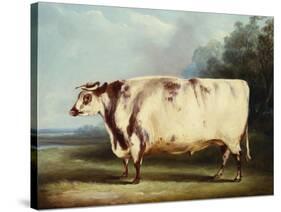 A Prize Bull-William Henry Davis-Stretched Canvas