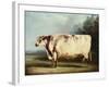 A Prize Bull-William Henry Davis-Framed Giclee Print