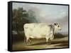 A Prize Cow-William Henry Davis-Framed Stretched Canvas