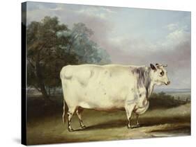 A Prize Cow-William Henry Davis-Stretched Canvas