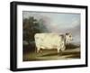 A Prize Cow-William Henry Davis-Framed Giclee Print