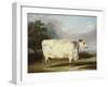 A Prize Cow-William Henry Davis-Framed Giclee Print