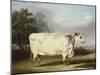 A Prize Cow-William Henry Davis-Mounted Giclee Print