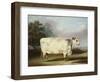 A Prize Cow-William Henry Davis-Framed Giclee Print