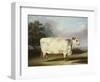 A Prize Cow-William Henry Davis-Framed Giclee Print