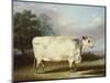 A Prize Cow-William Henry Davis-Mounted Giclee Print