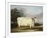 A Prize Cow-William Henry Davis-Framed Giclee Print