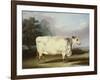 A Prize Cow-William Henry Davis-Framed Giclee Print