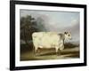 A Prize Cow-William Henry Davis-Framed Giclee Print