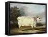 A Prize Cow-William Henry Davis-Framed Stretched Canvas