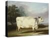 A Prize Cow-William Henry Davis-Stretched Canvas