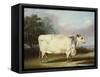 A Prize Cow-William Henry Davis-Framed Stretched Canvas