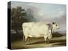 A Prize Cow-William Henry Davis-Stretched Canvas