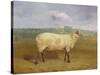 A Prize Ewe with Monogram 'H', Belonging to Mr J.A. Houblon, Hallingbury Place, Essex, 1812-Abraham Cooper-Stretched Canvas