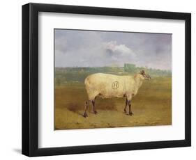 A Prize Ewe with Monogram 'H', Belonging to Mr J.A. Houblon, Hallingbury Place, Essex, 1812-Abraham Cooper-Framed Giclee Print