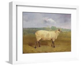 A Prize Ewe with Monogram 'H', Belonging to Mr J.A. Houblon, Hallingbury Place, Essex, 1812-Abraham Cooper-Framed Giclee Print