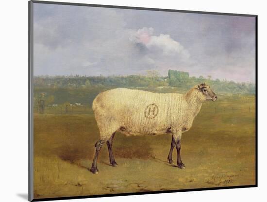 A Prize Ewe with Monogram 'H', Belonging to Mr J.A. Houblon, Hallingbury Place, Essex, 1812-Abraham Cooper-Mounted Giclee Print