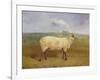 A Prize Ewe with Monogram 'H', Belonging to Mr J.A. Houblon, Hallingbury Place, Essex, 1812-Abraham Cooper-Framed Giclee Print