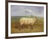 A Prize Ewe with Monogram 'H', Belonging to Mr J.A. Houblon, Hallingbury Place, Essex, 1812-Abraham Cooper-Framed Giclee Print