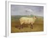 A Prize Ewe with Monogram 'H', Belonging to Mr J.A. Houblon, Hallingbury Place, Essex, 1812-Abraham Cooper-Framed Giclee Print