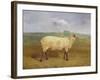 A Prize Ewe with Monogram 'H', Belonging to Mr J.A. Houblon, Hallingbury Place, Essex, 1812-Abraham Cooper-Framed Giclee Print