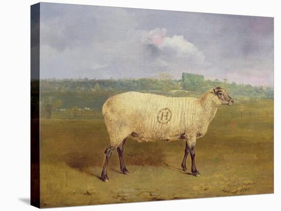 A Prize Ewe with Monogram 'H', Belonging to Mr J.A. Houblon, Hallingbury Place, Essex, 1812-Abraham Cooper-Stretched Canvas