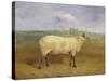 A Prize Ewe with Monogram 'H', Belonging to Mr J.A. Houblon, Hallingbury Place, Essex, 1812-Abraham Cooper-Stretched Canvas