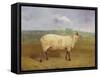 A Prize Ewe with Monogram 'H', Belonging to Mr J.A. Houblon, Hallingbury Place, Essex, 1812-Abraham Cooper-Framed Stretched Canvas