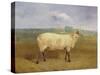 A Prize Ewe with Monogram 'H', Belonging to Mr J.A. Houblon, Hallingbury Place, Essex, 1812-Abraham Cooper-Stretched Canvas
