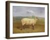 A Prize Ewe with Monogram 'H', Belonging to Mr J.A. Houblon, Hallingbury Place, Essex, 1812-Abraham Cooper-Framed Giclee Print