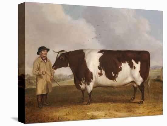 A Prize Friesian Bull with a Cowherd in a Landscape-Richard Whitford-Stretched Canvas