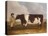 A Prize Friesian Bull with a Cowherd in a Landscape-Richard Whitford-Stretched Canvas