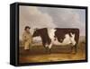 A Prize Friesian Bull with a Cowherd in a Landscape-Richard Whitford-Framed Stretched Canvas