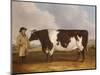 A Prize Friesian Bull with a Cowherd in a Landscape-Richard Whitford-Mounted Giclee Print