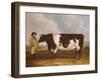 A Prize Friesian Bull with a Cowherd in a Landscape-Richard Whitford-Framed Giclee Print