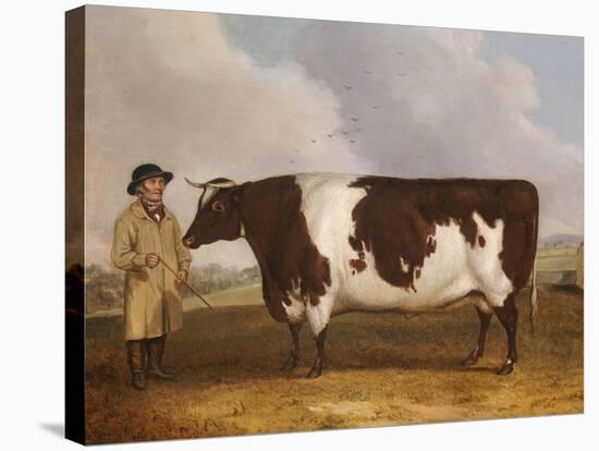 A Prize Friesian Bull with a Cowherd in a Landscape-Richard Whitford-Stretched Canvas