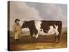 A Prize Friesian Bull with a Cowherd in a Landscape-Richard Whitford-Stretched Canvas