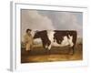 A Prize Friesian Bull with a Cowherd in a Landscape-Richard Whitford-Framed Giclee Print