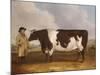A Prize Friesian Bull with a Cowherd in a Landscape-Richard Whitford-Mounted Giclee Print