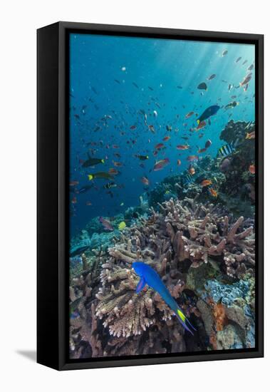A Profusion of Coral and Reef Fish on Batu Bolong, Komodo Island National Park, Indonesia-Michael Nolan-Framed Stretched Canvas