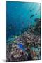 A Profusion of Coral and Reef Fish on Batu Bolong, Komodo Island National Park, Indonesia-Michael Nolan-Mounted Photographic Print