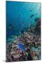 A Profusion of Coral and Reef Fish on Batu Bolong, Komodo Island National Park, Indonesia-Michael Nolan-Mounted Photographic Print