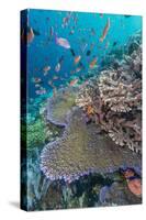 A Profusion of Coral and Reef Fish on Batu Bolong, Komodo Island National Park, Indonesia-Michael Nolan-Stretched Canvas