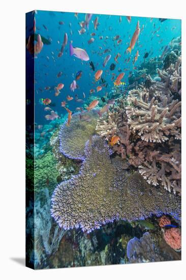 A Profusion of Coral and Reef Fish on Batu Bolong, Komodo Island National Park, Indonesia-Michael Nolan-Stretched Canvas