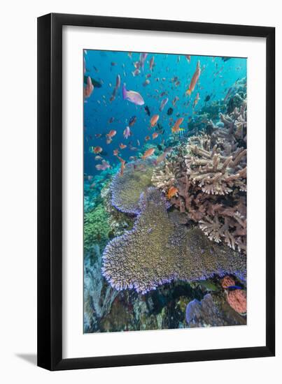 A Profusion of Coral and Reef Fish on Batu Bolong, Komodo Island National Park, Indonesia-Michael Nolan-Framed Premium Photographic Print