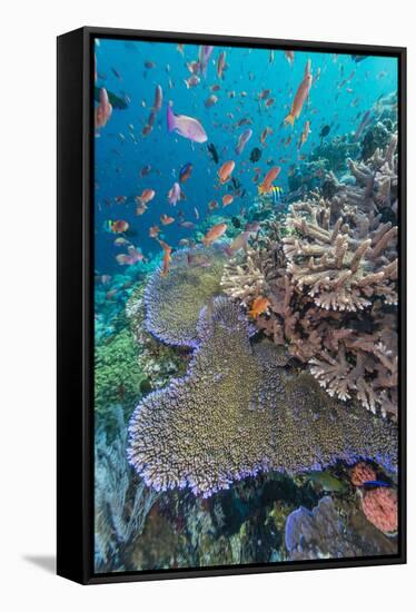 A Profusion of Coral and Reef Fish on Batu Bolong, Komodo Island National Park, Indonesia-Michael Nolan-Framed Stretched Canvas