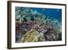 A Profusion of Coral and Reef Fish on Batu Bolong, Komodo Island National Park, Indonesia-Michael Nolan-Framed Photographic Print