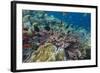 A Profusion of Coral and Reef Fish on Batu Bolong, Komodo Island National Park, Indonesia-Michael Nolan-Framed Photographic Print