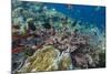 A Profusion of Coral and Reef Fish on Batu Bolong, Komodo Island National Park, Indonesia-Michael Nolan-Mounted Photographic Print