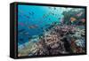 A Profusion of Coral and Reef Fish on Batu Bolong, Komodo Island National Park, Indonesia-Michael Nolan-Framed Stretched Canvas